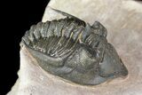 Metacanthina Trilobite - Lghaft, Morocco #153893-1